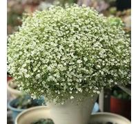 semi di ghissofila perenne resistenti per giardino, perenne resistente che copre il terreno giardino semi, perenne resistenti di 200pcs