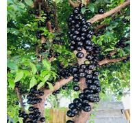 semi di giardino di jabuticaba giardino colonnari Resistenti Decorazione bonsái - Serie Rare - 30pz