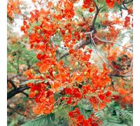 semi di giardino rara fiamma di semi per balcone resistenti giardino balcone resistenti 75pcs