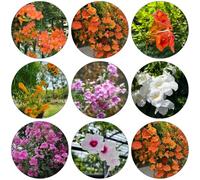 semi di giardino tramonta trombeta primavera trombeta scalata estremamente resistente estate riverdimento tetti scalata autunno, 400pcs