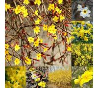 semi di giasmino invernale balcone resistenti semi giardino rari decorazione resistenti per balconi 300pcs