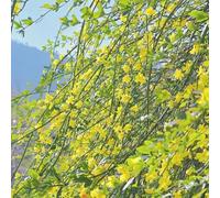 semi di giasmino invernale, semi di giardino resistenti per balconi, giardino balcone resistenti 220pcs