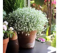 semi di giglio di gesso - semi per giardino e estate balcone resistenti resistenti per il giardino in inverno per 40 pezzi