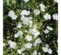 semi di giglio di luna - semi di giardino e estate giardino ufficio resistenti per il balcone resistenti copertura del suolo tagliati 800 pezzi