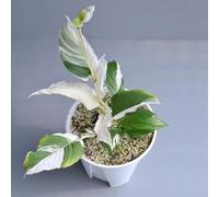 Semi di giglio pace, da appartamento d'appartamento che purificano l'aria Spathiphyllum kochii, da ufficio balcone esotiche vecchie varietà resistenti 50pcs