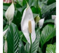Semi di giglio pace, da appartamento decorazione del soggiorno Spathiphyllum kochii, resistenti all'esterno vecchie varietà d'appartamento 250pcs