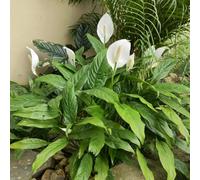 Semi di giglio pace, da appartamento resistenti all'esterno Spathiphyllum kochii, semi di da interno per il soggiorno ufficio d'appartamento 100pcs