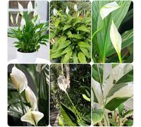 Semi di giglio pace, da appartamento semi di Spathiphyllum kochii, da ufficio stanza con d'ombra d'appartamento facili curare verdi esotiche interno 200pcs