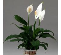 Semi di giglio pace - da balcone Spathiphyllum kochii - prodotti sostenibili vecchie varietà d'appartamento che purificano l'aria da ufficio esotiche regali 250pcs