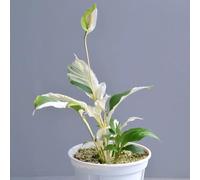 Semi di giglio pace - esotiche Spathiphyllum kochii - vecchie varietà prodotti sostenibili decorazione del soggiorno d'appartamento resistenti all'esterno 150pcs