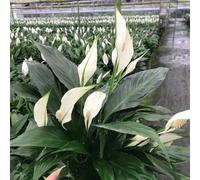 Semi di giglio pace - prodotti sostenibili Spathiphyllum kochii - da interno per il soggiorno serre da balcone resistenti all'esterno vecchie varietà 50pcs