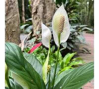 Semi di giglio pace - semi di Spathiphyllum kochii - resistenti per il giardino prodotti sostenibili sempreverdi resistenti esotiche da balcone 100pcs