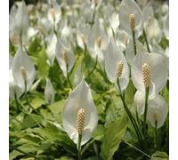 Semi di giglio pace - vecchie varietà Spathiphyllum kochii - prodotti sostenibili stanza con d'ombra d'appartamento da ufficio d'appartamento facili da curare 200pcs