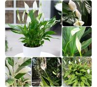 Semi di giglio pace - verdi Spathiphyllum kochii - da ufficio resistenti all'esterno sempreverdi resistenti serre da balcone per il giardino prodotti 300pcs