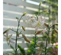 Semi di giglio - resistenti per giardini rocciosi serre balcone decorazione decorazioni giardino per esterni arredamento del soggiorno i luoghi soleggiati semi di 30pcs