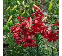 Semi di giglio resistenti, resistenti all'esterno da giardino roccioso d'appartamento semi di rare da balcone regali per gli amanti 45pcs