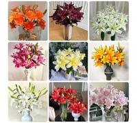 Semi di giglio resistenti, semi di come per gli ospiti decorazione floreale per luoghi soleggiati da giardino roccioso resistenti rare regali 35pcs