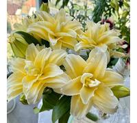 Semi di giglio resistenti, vecchie varietà semi di decorazione del soggiorno rare da balcone selvatici per luoghi soleggiati d'appartamento da 60pcs