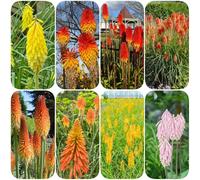 Semi di giglio torcia - da balcone estivi rare per luoghi soleggiati esotiche vecchie varietà da esterno resistenti decorazione giardino per esterni 120pcs