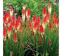 semi di giglio torcia - Kniphofia - balcone con interna in vaso recisi balcone arredamento del soggiorno Aiuole rialzate per il giardino rara 150pcs