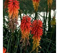 Semi di giglio torcia, Kniphofia uvaria, rare semi di campo 50pcs