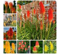 Semi di giglio torcia - Kniphofia uvaria - varietà antiche esotiche resistenti Le da giardino sono perenni resistenti decorazione 60pcs