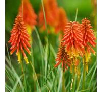 semi di giglio torcia - Kniphofia - Vecchie varietà resistenti arredamento del soggiorno tappezzanti in vaso rialzata Giardino roccioso resistenti per il 85pcs