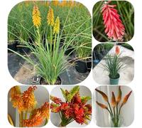 semi di giglio torcia per giardinieri arredamento del soggiorno per i luoghi soleggiati resistenti giardini rocciosi estivi semi di raro balcone 100pcs