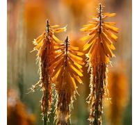 semi di giglio torcia, resistenti all'inverno per il giardino rare tappezzante 180pcs