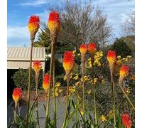 semi di giglio torcia vecchie varietà arredamento del soggiorno raro resistenti decorazioni giardino per esterni per i luoghi soleggiati farfalle 30pcs