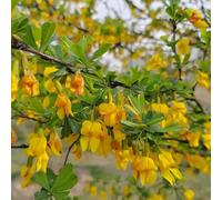 Semi di ginestra, Cytisus scoparius, decorazione del giardino per esterno di ginestra resistenti all'inverno, regali da giardino per le donne per luoghi soleggiati 500pcs