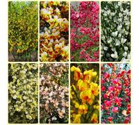 Semi di ginestra, Cytisus scoparius, per luoghi soleggiati resistenti all'inverno, regali sostenibili arbusti dalla resistente Le da giardino 600pcs