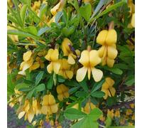 semi di ginestra esotico primaverili biologici rari ornamentali, resistenti al freddo invernale balcone per i luoghi soleggiati per giardinieri semi di 450pcs