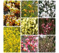 semi di ginestra per giardinieri per i luoghi soleggiati balcone esotico semi di, resistenti selvatici estivi giardino 600pcs