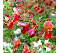 semi di ginestra, resistenti giardino di balcone estivi semi primaverili biologici per giardinieri per i luoghi soleggiati 500pcs
