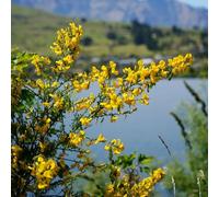 Semi di ginestra, semi da giardino Cytisus Scoparius - del giardino semi di campo Le tappezzanti sono resistenti arbusti 80pcs