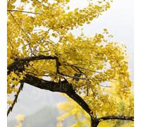 semi di ginkgo da giardino da balcone verdi resistenti in vaso esterno raro sostenibili semi di sempreverde, resistente all'inverno decorazioni giardino per 5pcs