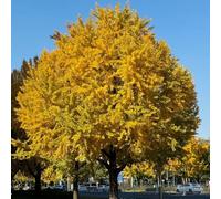 Semi di ginkgo, giardino rare sempreverdi resistenti acquistarere un ginkgo resistenti da balcone semi da giardino ginkgo biologici 20pcs