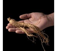 Semi di ginseng, semi di panax ginseng, Semi di perenni da giardino biologici semi di medicinali 30pcs