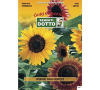 Semi di Girasole Nano Semplice - h cm 60