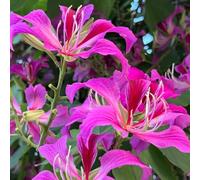 Semi di Giuda - acquistare semi di Giuda Cercis Chinensis, Giuda cinese, resistenti per il giardino decorazione floreale resistenti 20pcs