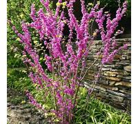 Semi di Giuda - Le di ombra sono resistenti Il giardino è resistente giardino del giardino in