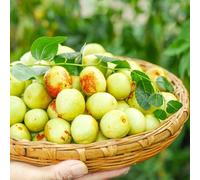 Semi di giuggiola cinese - resistenti per il giardino, rare (jujuba) esotiche, varietà 150pcs