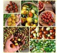 Semi di giuggiola - decorazione del giardino per esterno resistenti per il giardino Le da giardino sono resistenti 200pcs