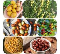 Semi di giuggiola - frutteto di semi rare sostenibili varietà antiche esotiche spalliera resistenti 120pcs