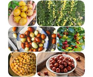 Semi di giuggiola - frutteto di semi rare sostenibili varietà antiche esotiche spalliera resistenti 120pcs