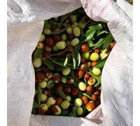 Semi di giuggiola,Giardino to,regali per gli amanti del giardino Vaso,da giardino,da balcone resistenti da giardino 20pcs