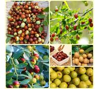 Semi di giuggiola, jujuba, Le da giardino sono resistenti di giuggiola cinese, semi rari regali del giardino 100pcs