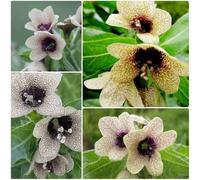 Semi di giusquiamo - semi di Hyoscyamus niger - da giardino roccioso resistenti resistenti per il giardino resistenti 180pcs