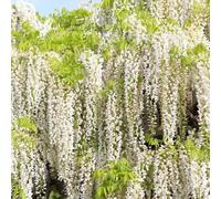 semi di glicina, semi di del prato ciondoli ornamentali, perenne resistenti, di giardino resistenti e perenne, 80pcs